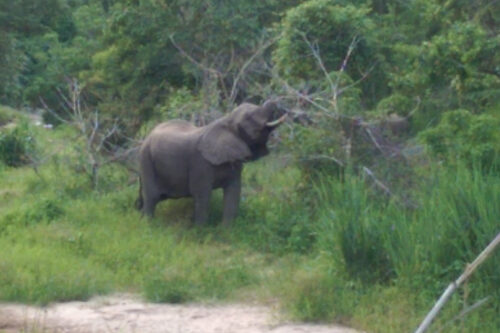 malawi-lodges-malawian-style-nkhotakota-wildlife-reserve-walk-with-elephants