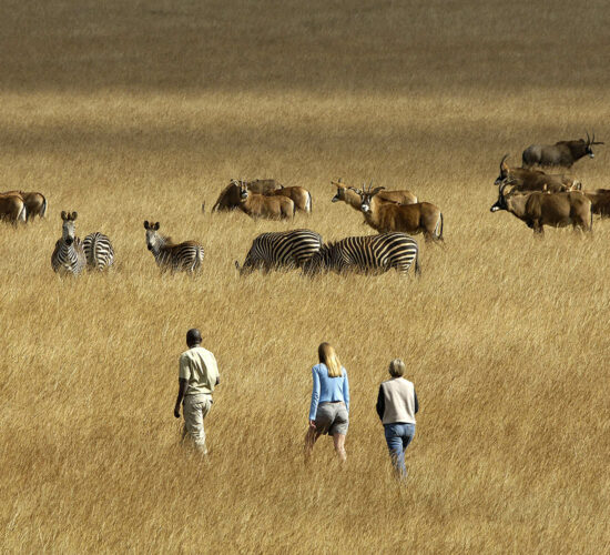 malawi-lodges-malawian-style-nyika-plateau-accommodation-walking-safari-guided