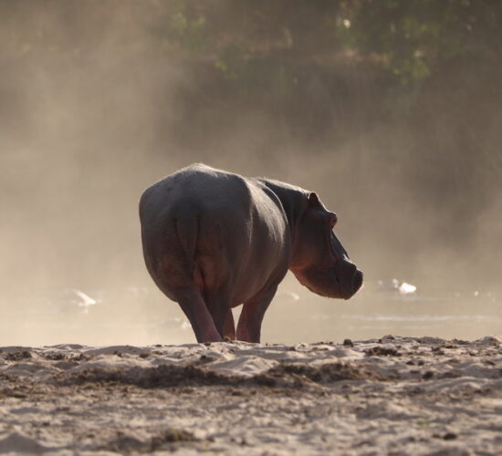 hippo-at-Takwela-safari-adventure-two-crafted-africa-blog