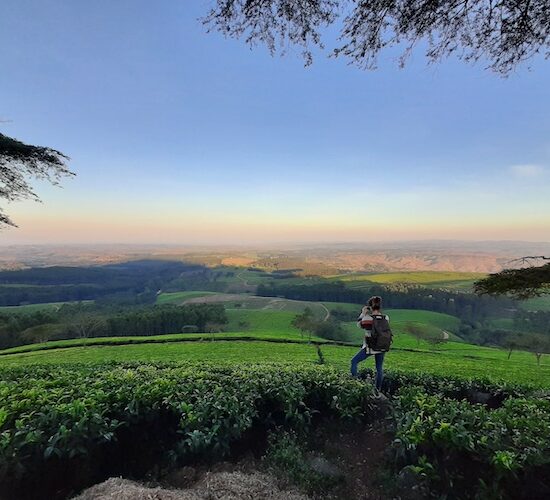 tea-plantation-at-huntingdon-house-crafted-africa-blog