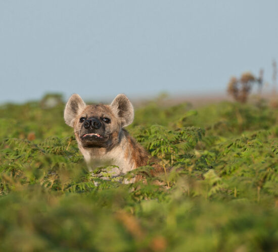 nyika-national-park-key-malawi-key-destinations-crafted-africa