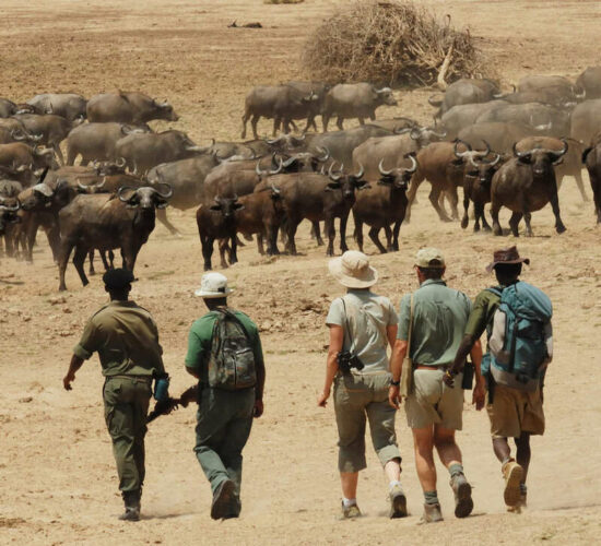 walking safari, Zambia