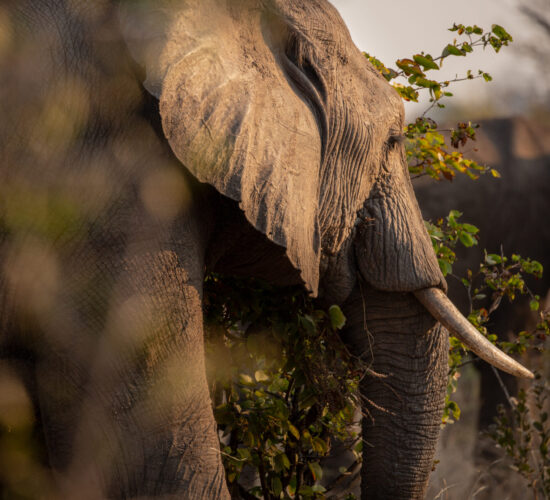 Elephant-Zimbabwe-Mpala-Jena-Camp