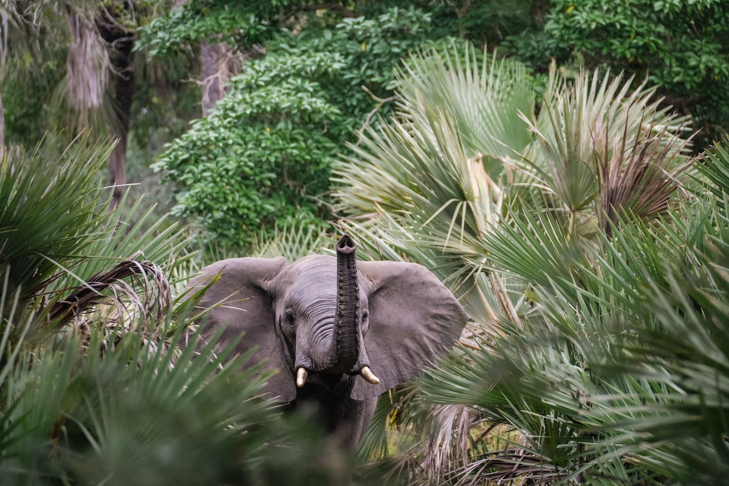 elephant, gorongosa