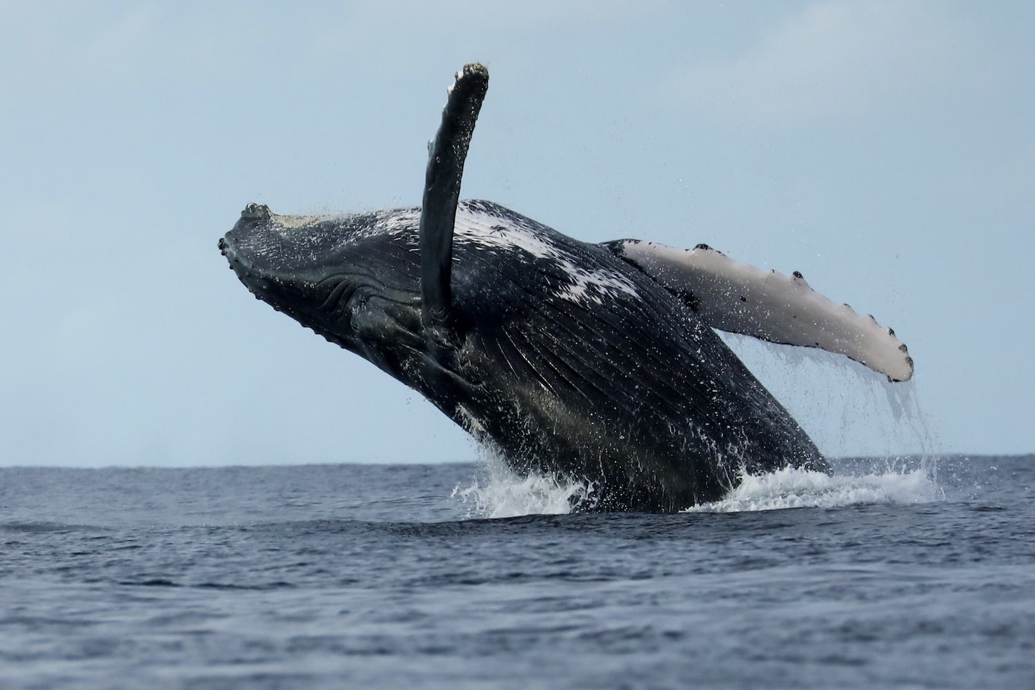 humpback whale, bazaruto