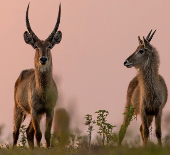Waterbuck during sunset