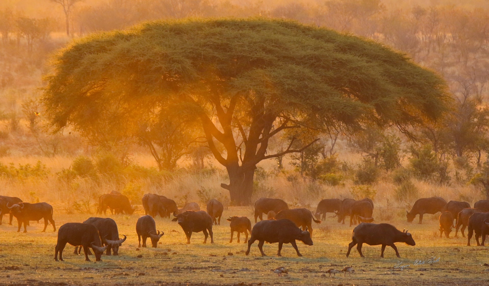 zimbabwe hwange national park-min