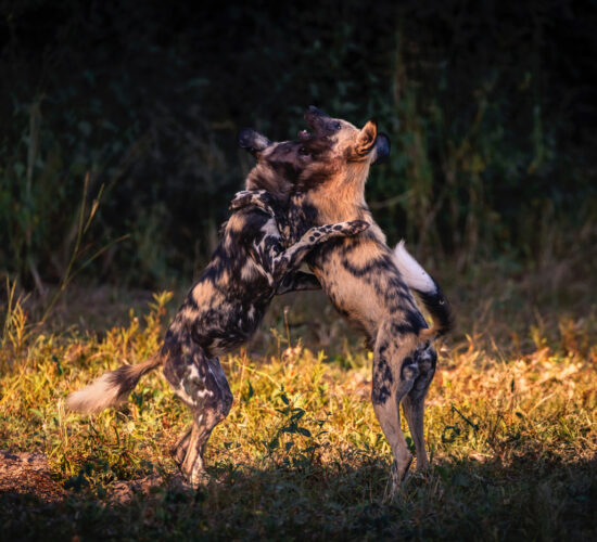 Hwange National Park