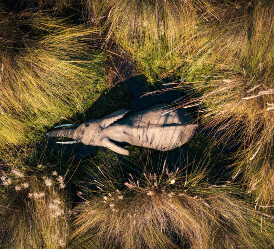 Moremi Okavango Delta