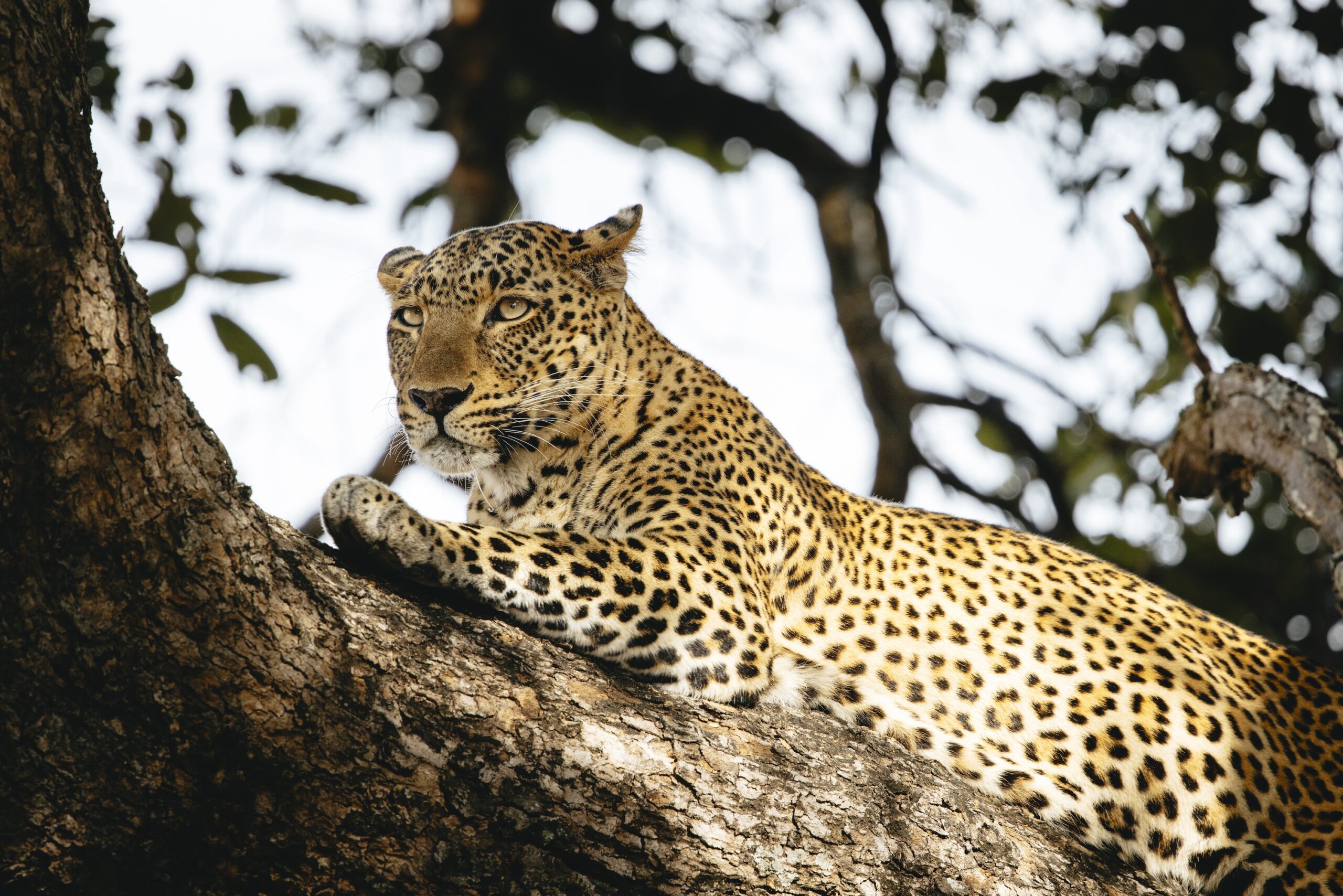 Kafunta Leopard in South Luangwa