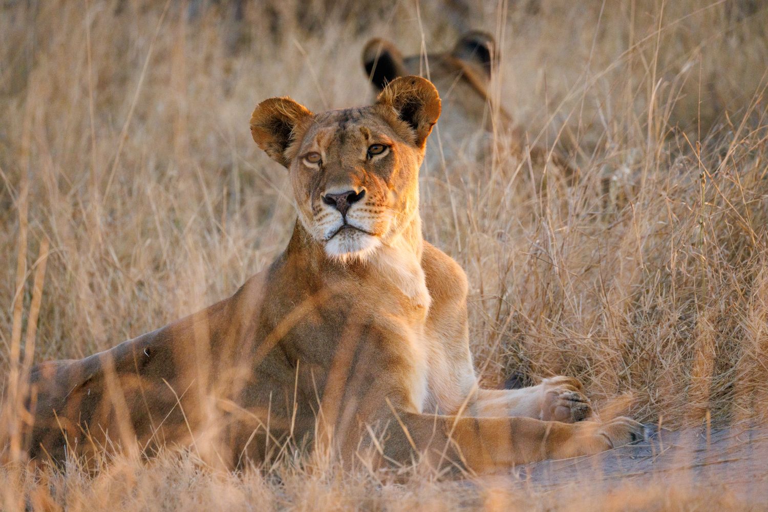 Lioness in Hwange, Zimbabwe