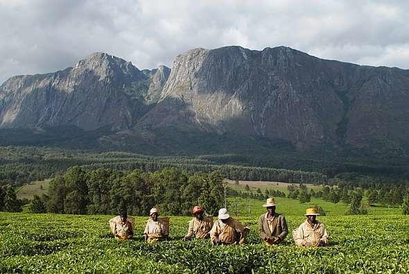 Thyolo Tea Estate