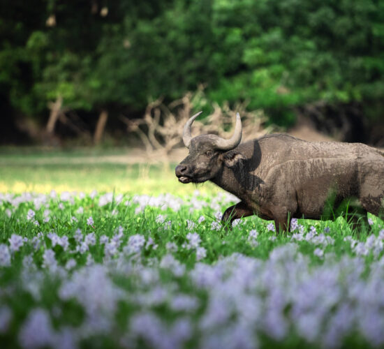 Buffalo in Liwonde