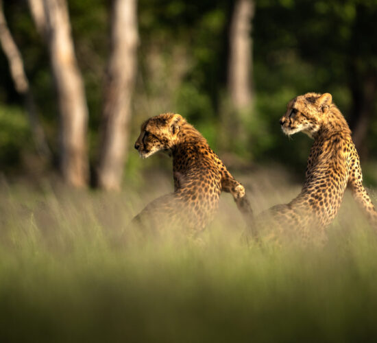 Cheetah in Liwonde