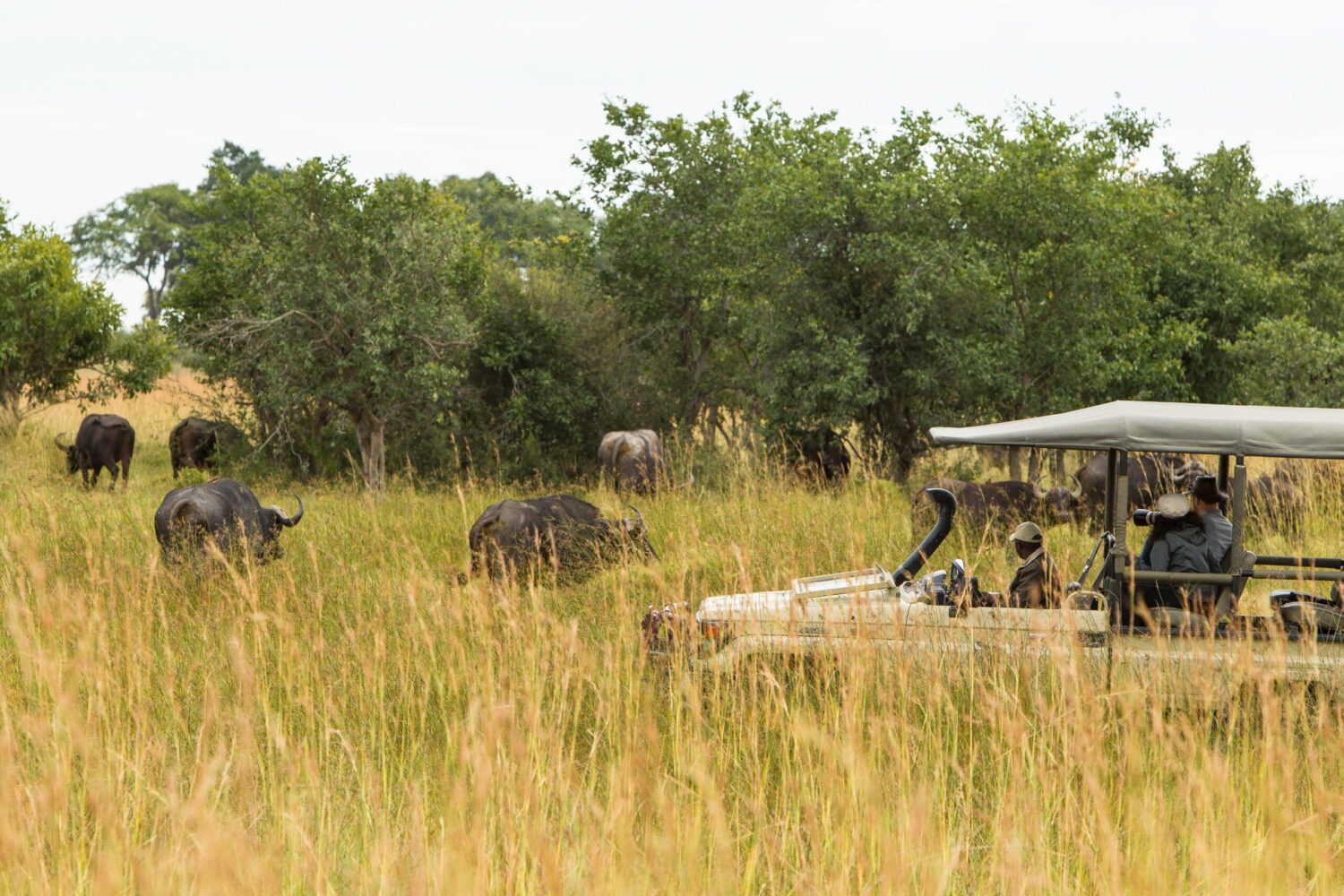 Khwai Concession, Sediba Sa Rona, Botswana, Game Drive