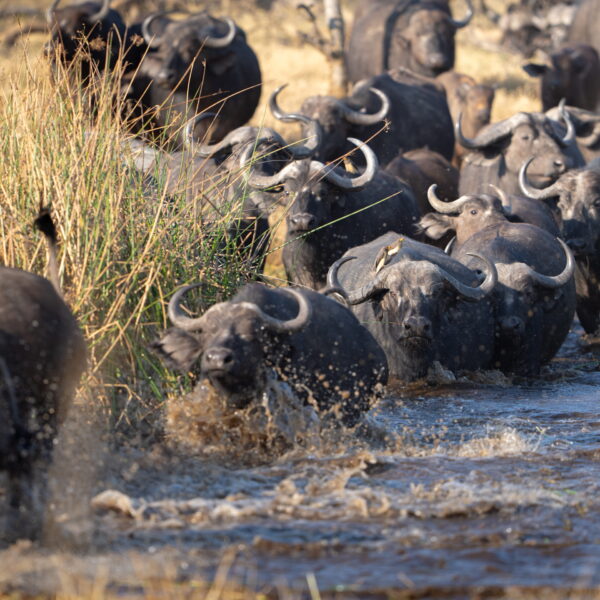 Khwai Concession, Sediba Sa Rona, Botswana, Buffalo