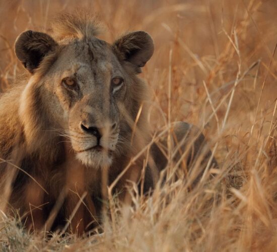 Kutandala, North Luangwa Lion