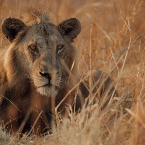 Kutandala, North Luangwa Lion