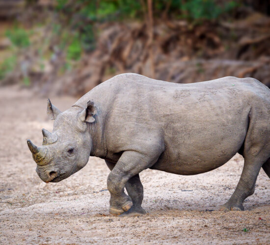 Black Rhino in Liwonde