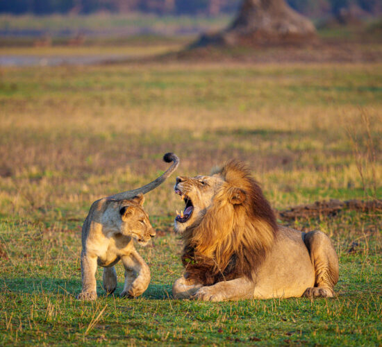 Lions in Liwonde