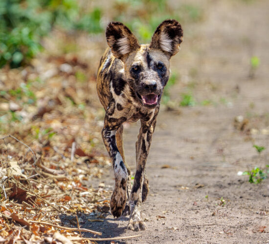 Wild Dog at Mkulumadzi Lodge, Majete