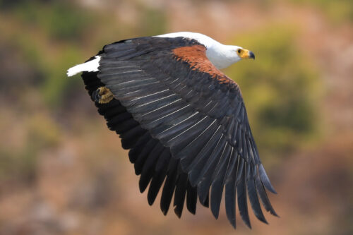 Pure Likoma Fish Eagle