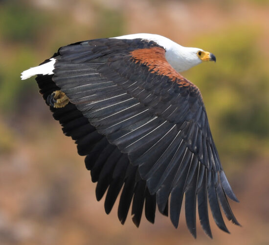 Pure Likoma Fish Eagle