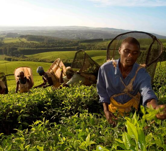 Harvesting Tea, Huntingdon House, Satemwa Tea Estate