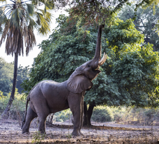 Baines River Camp, elephant grazing