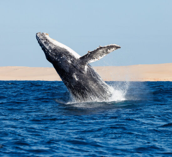 Kisawa, Mozambique Humpback Whale by Orlando Miranda and Salvador Colvee