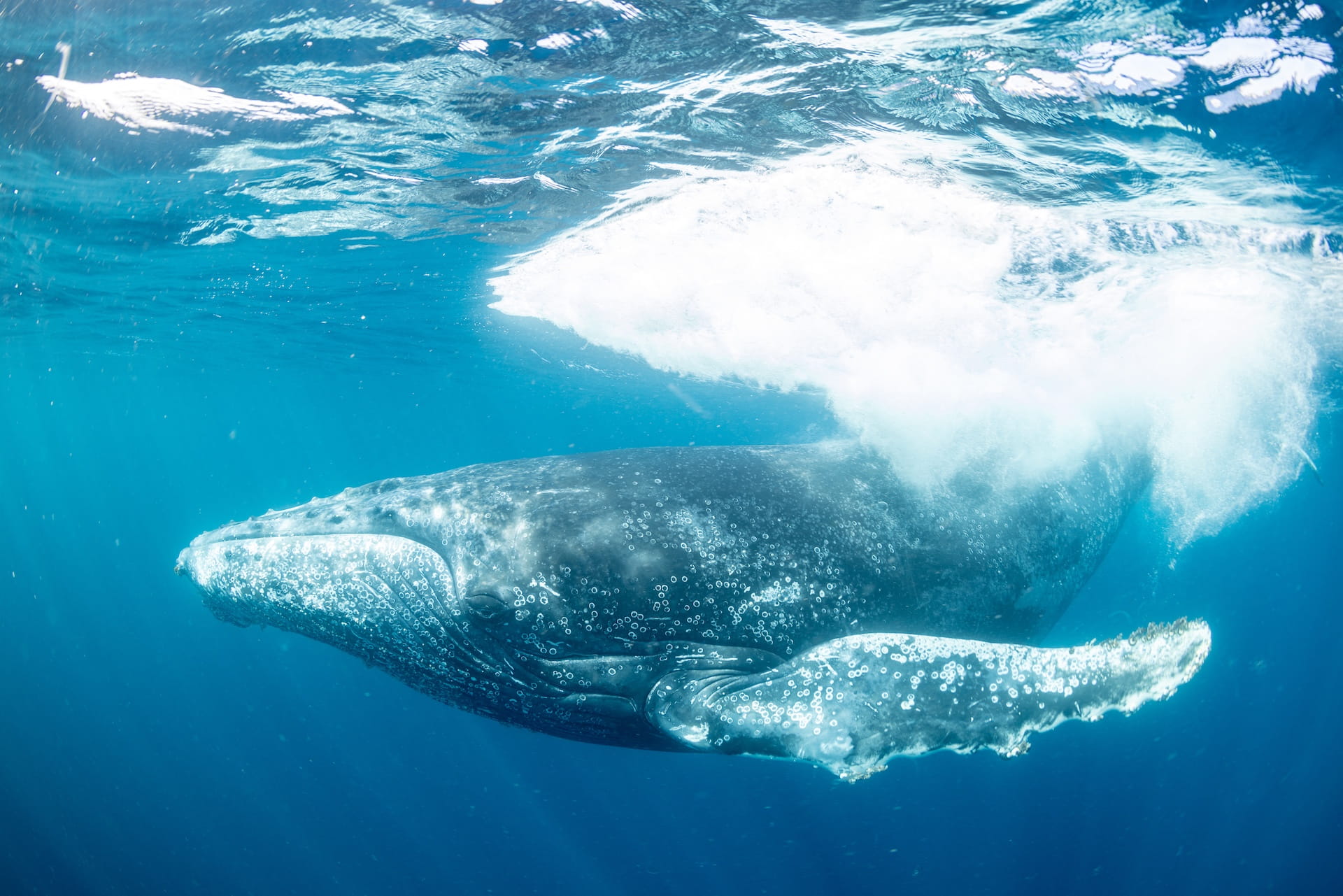 Humpback Whale Under Water by Orlando Miranda and Salvador Colvee