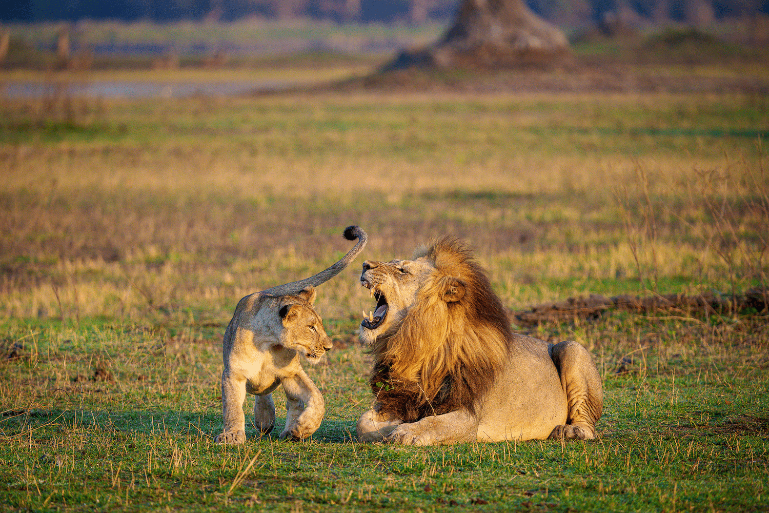 lion and cub lion and cub
