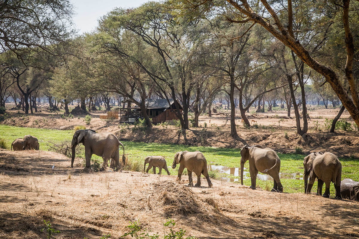 walking safari zambia