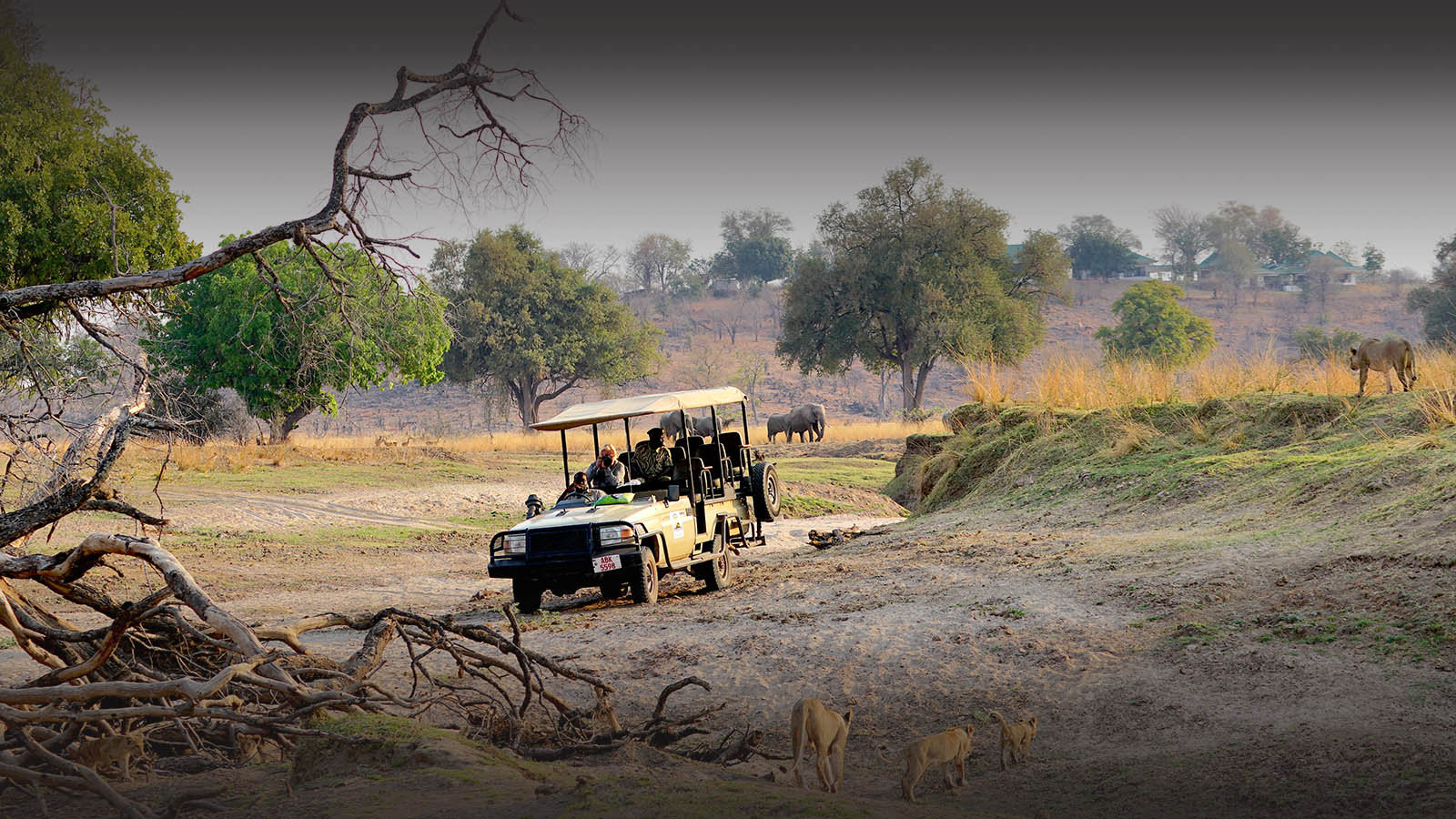 puku-ridge-lodge-south-luangwa-national-park-lodges-zambia-in-style-luxury-camp-luangwa-valley-lions-game-drive